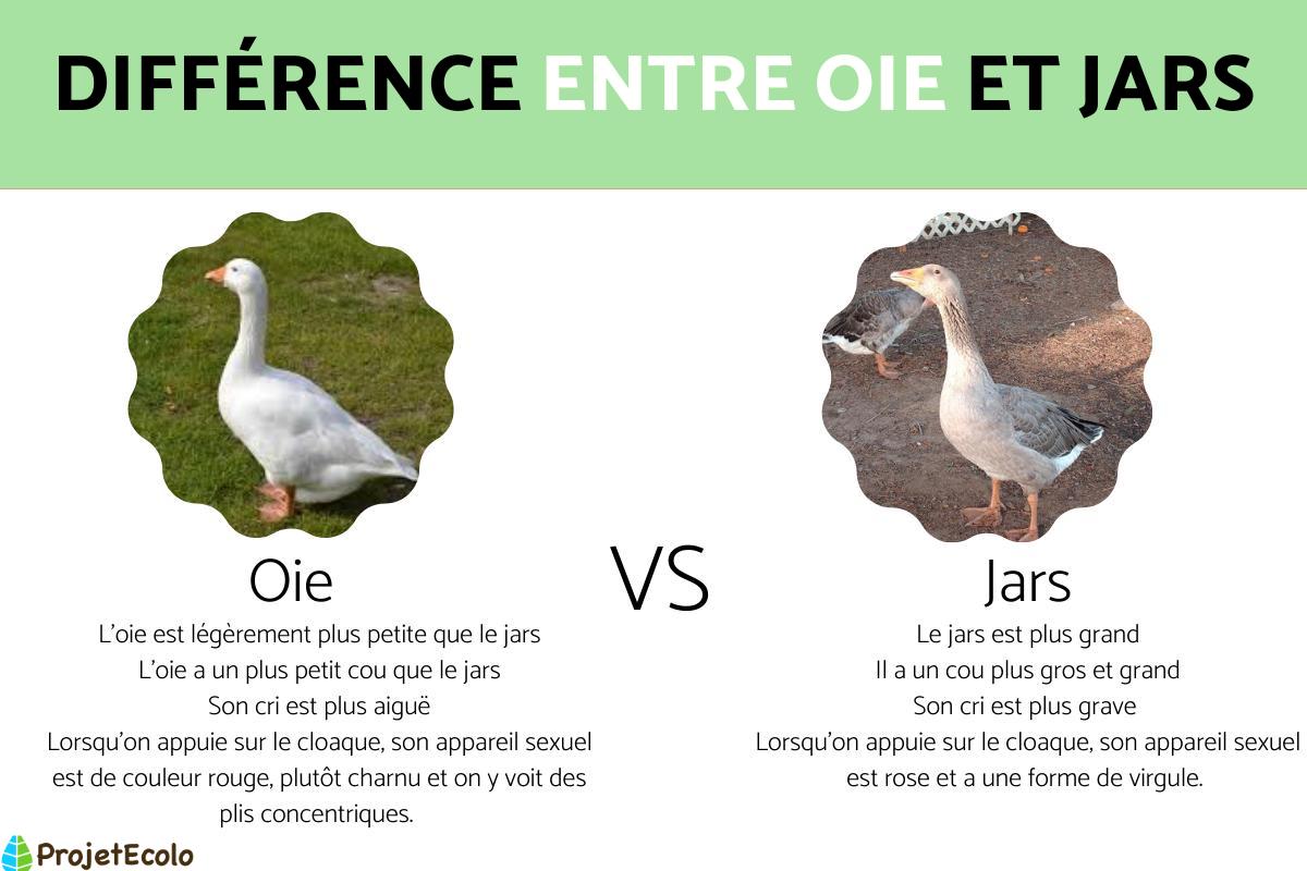 Comment reconnaître une oie d'un jars