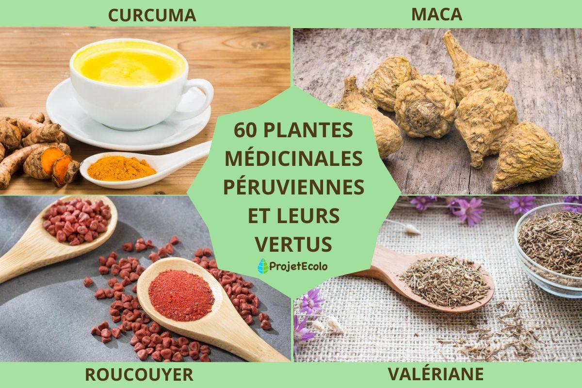 60 plantes médicinales péruviennes et leurs vertus