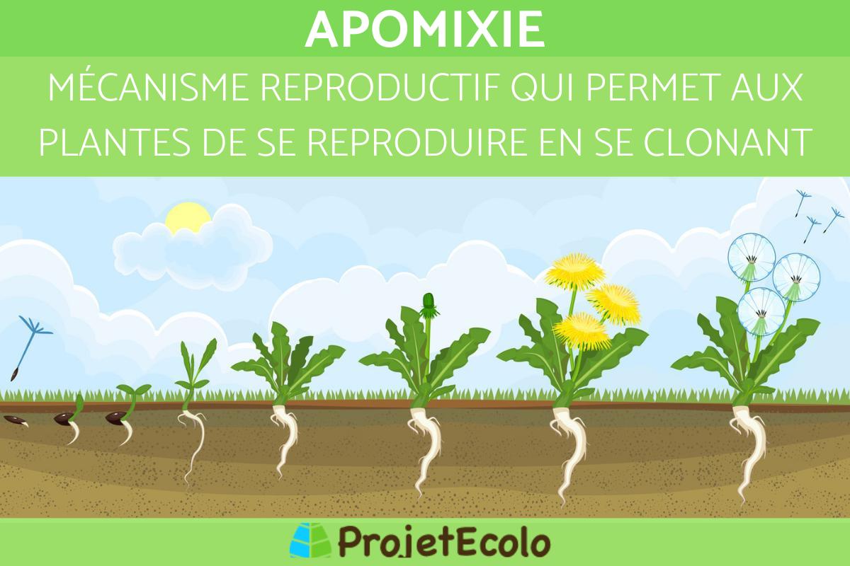 Apomixie : Définition, types et exemples
