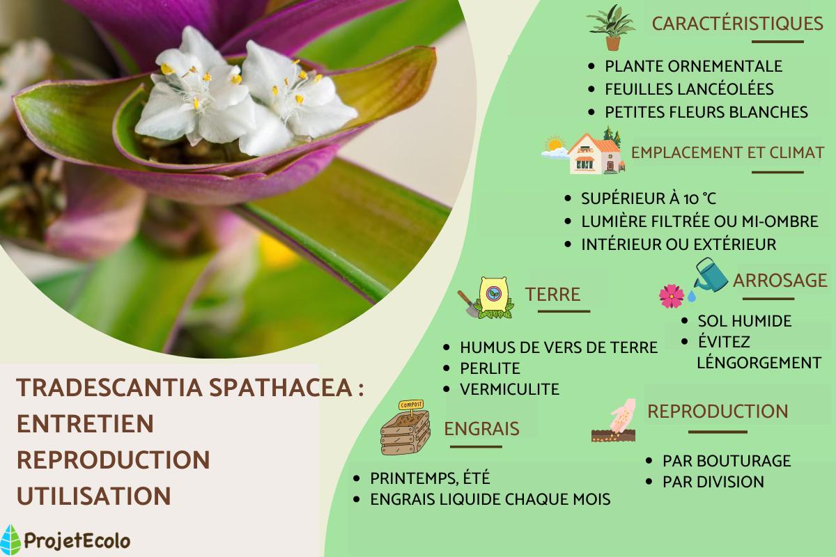 Tradescantia spathacea ou Maguey pourpre : entretien et reproduction