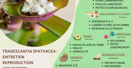 Tradescantia spathacea ou Maguey pourpre : entretien et reproduction