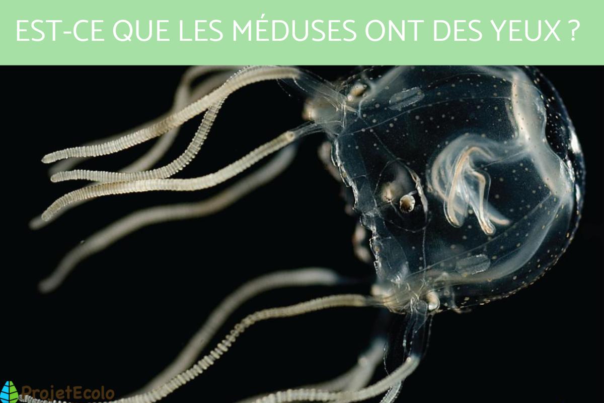 Est-ce que les méduses ont des yeux ?