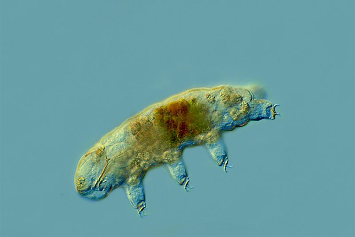 Extrémophile : Définition, caractéristiques et exemples