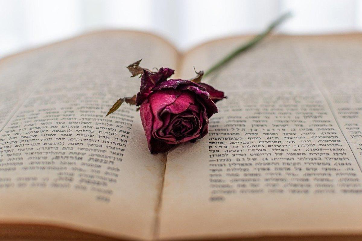 Comment faire sécher une rose