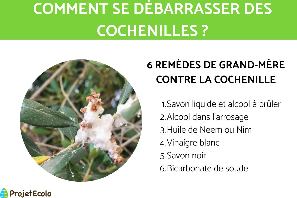 Comment se débarrasser des cochenilles farineuses ?