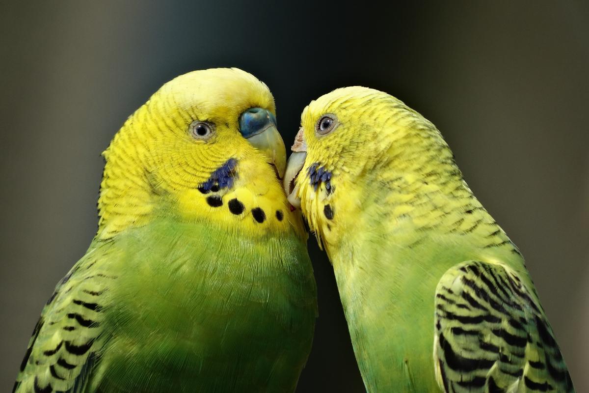 Éthologie : Définition et étude du comportement animal