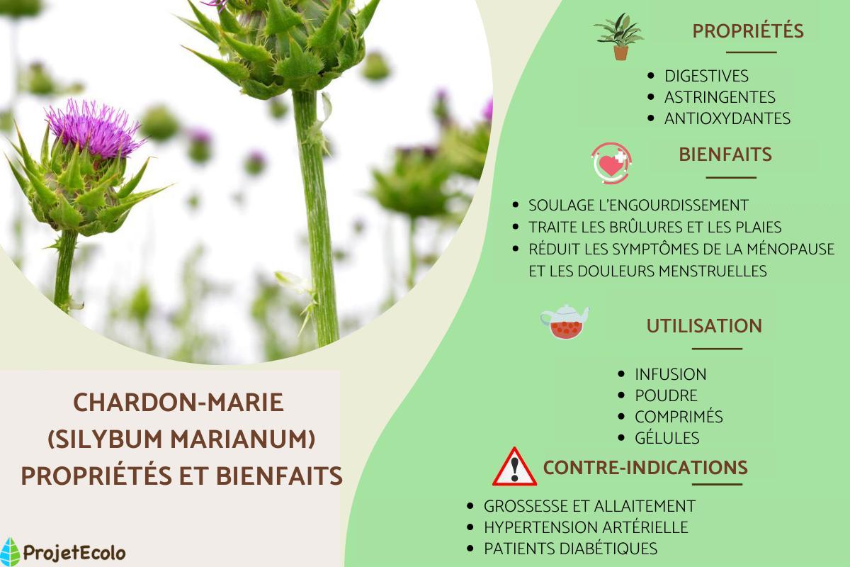 Chardon-marie : propriétés, utilisation et contre-indications
