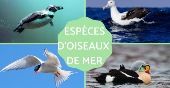 Oiseaux de mer : espèces et adaptations