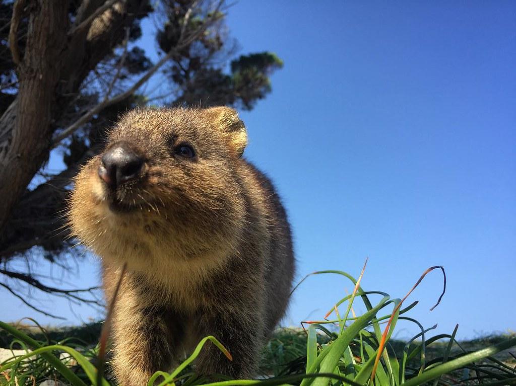 QUOKKA ANIMAL le PLUS HEUREUX du MONDE Découvrezle