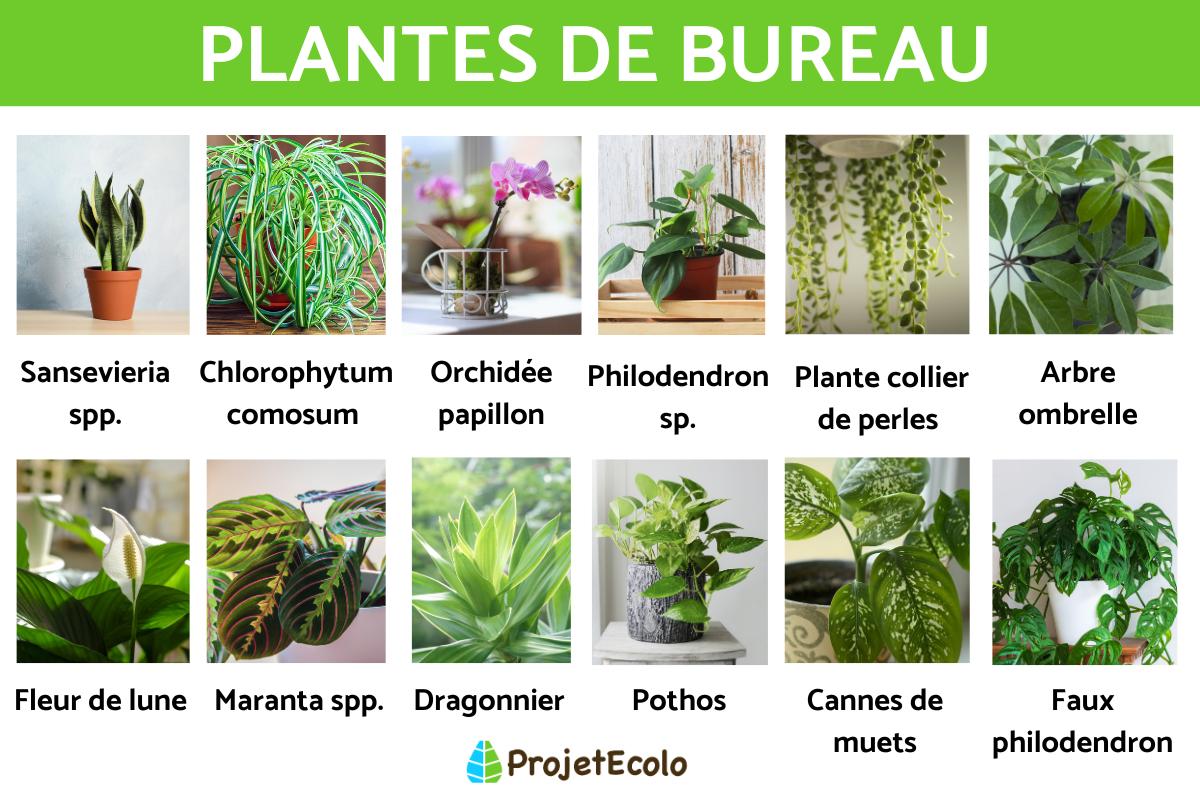 Plantes de bureau