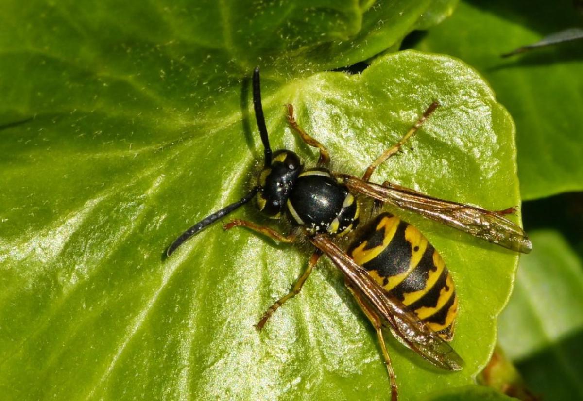 Faire fuir les guêpes : répulsifs naturels