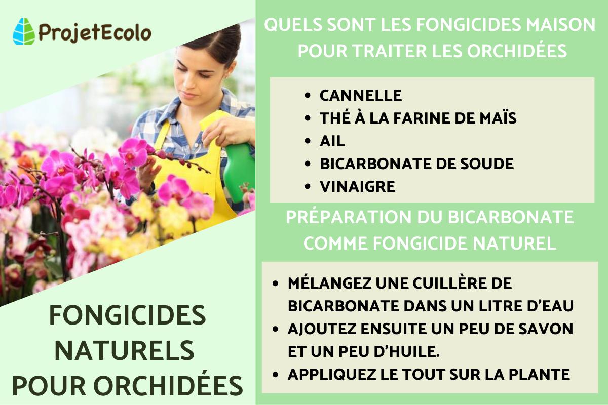 Fongicides naturels pour les orchidées
