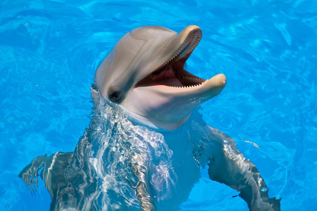 Exposé sur les dauphins
