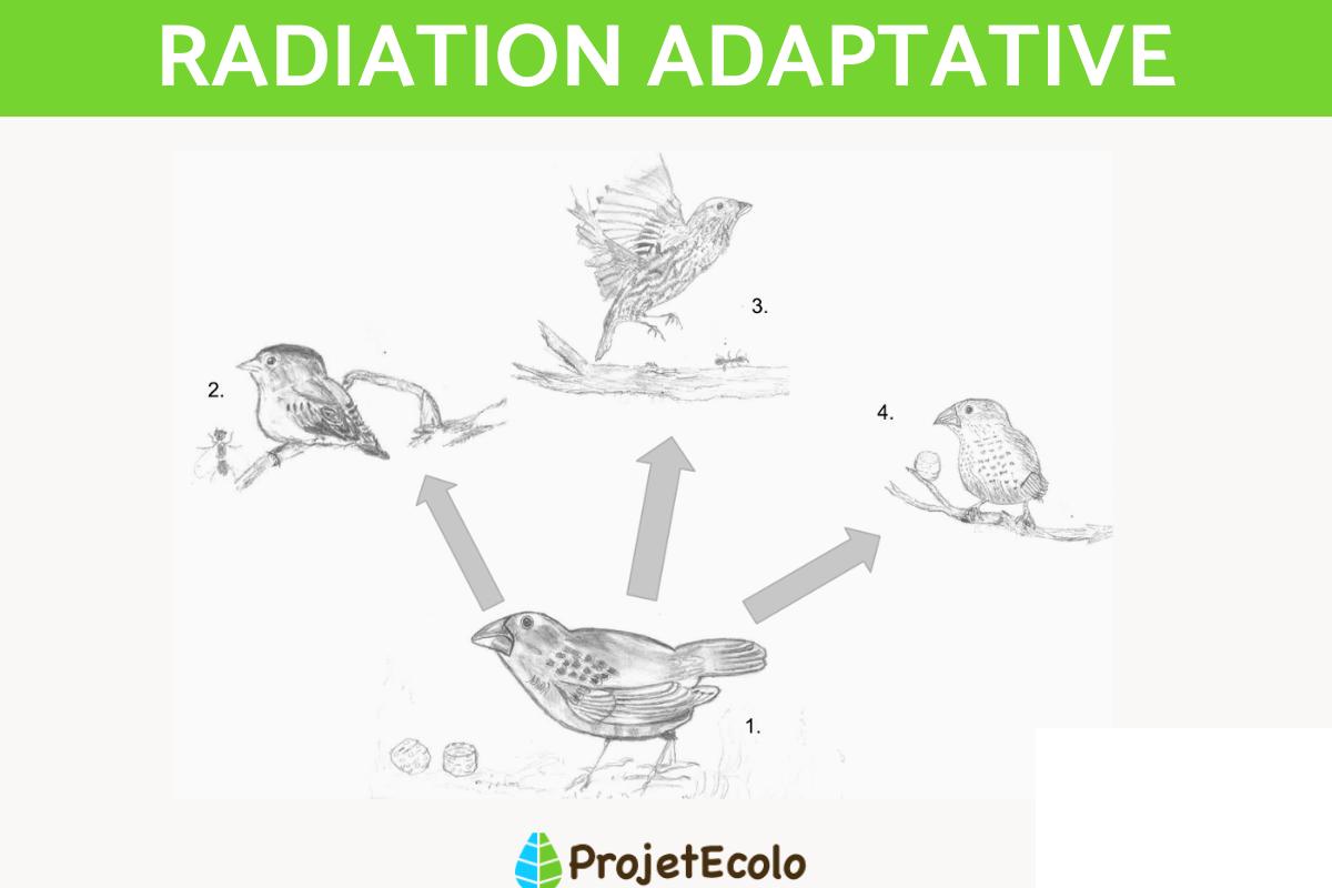 Radiation adaptative : Définition et exemples