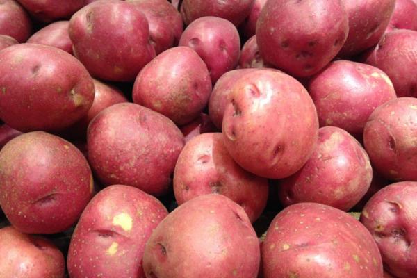 Types de pommes de terre - Pomme de terre Red Pontiac