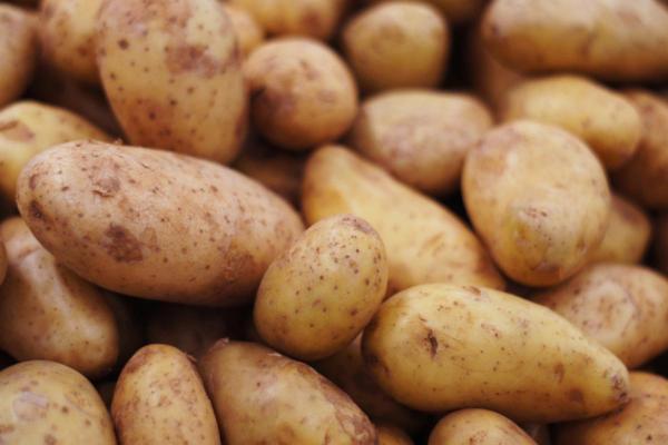 Types de pommes de terre - Pomme de terre Spunta