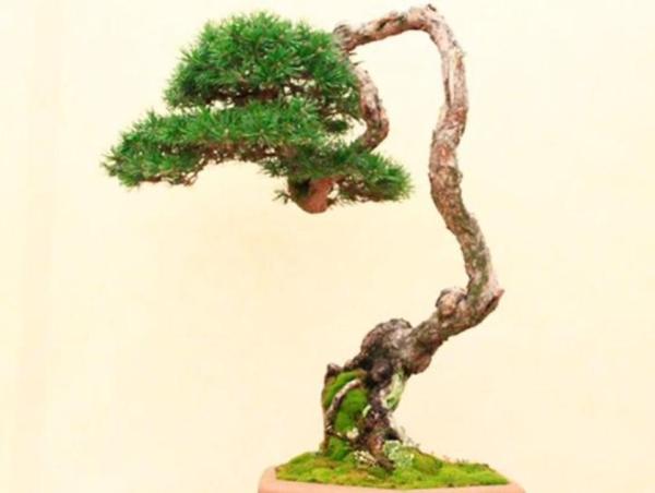 Types de Bonsaï - Bonsaï Bunjin oo bunjingi