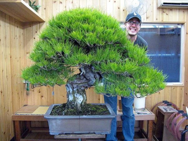 Types de Bonsaï - Bonsaï Hachi-Uye, le plus grand