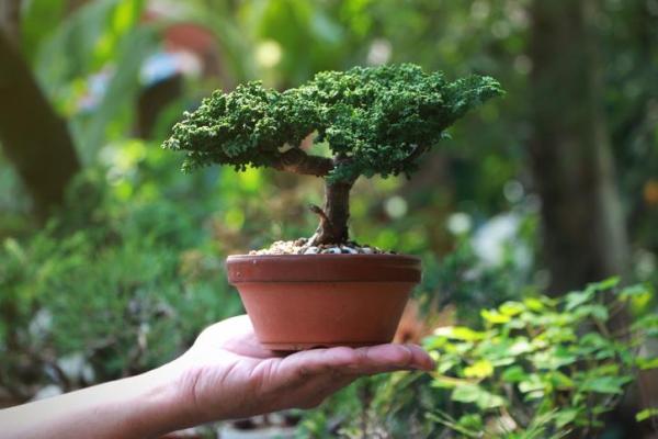 Types de Bonsaï - Bonsaï Shohin