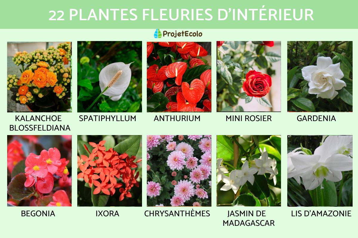 Plantes fleuries d'intérieur avec photos