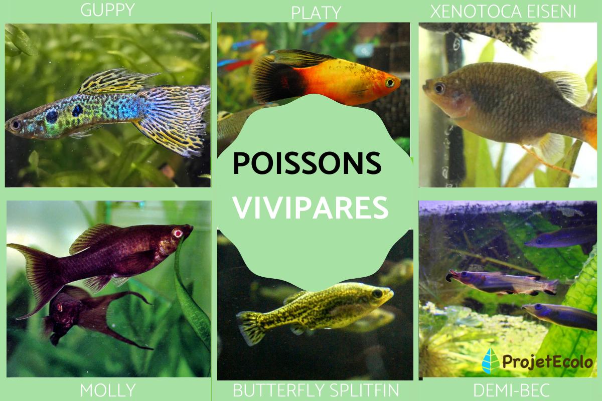 Poissons vivipares : exemples et caractéristiques