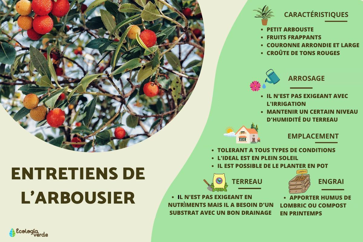 Arbousier : Entretien et fruits