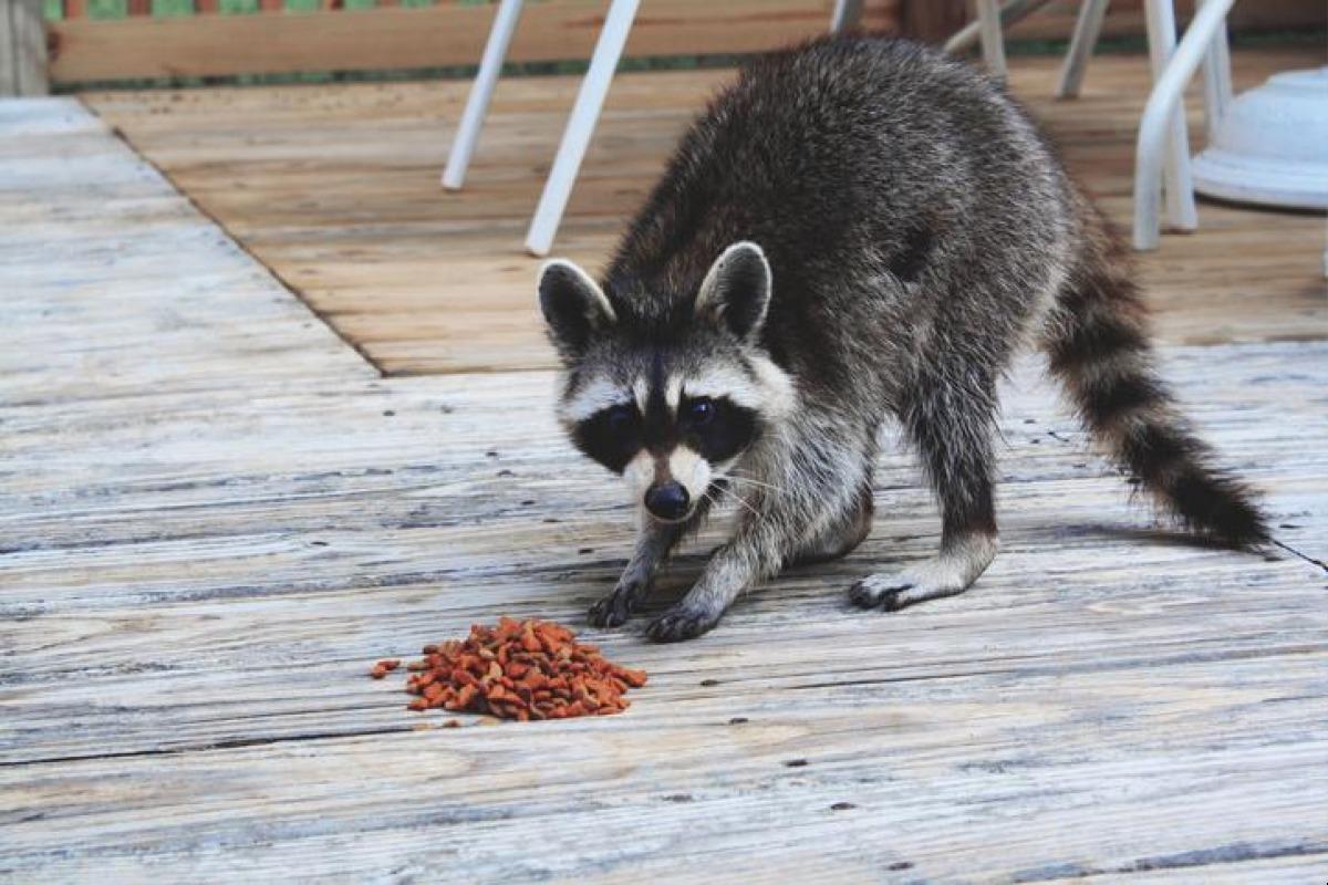Peut-on avoir un raton laveur comme animal de compagnie ?