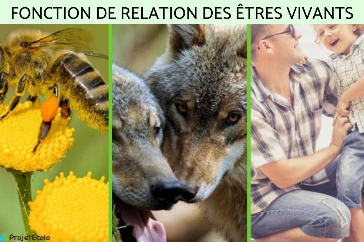 Fonction de relation : Définition, phases et exemples