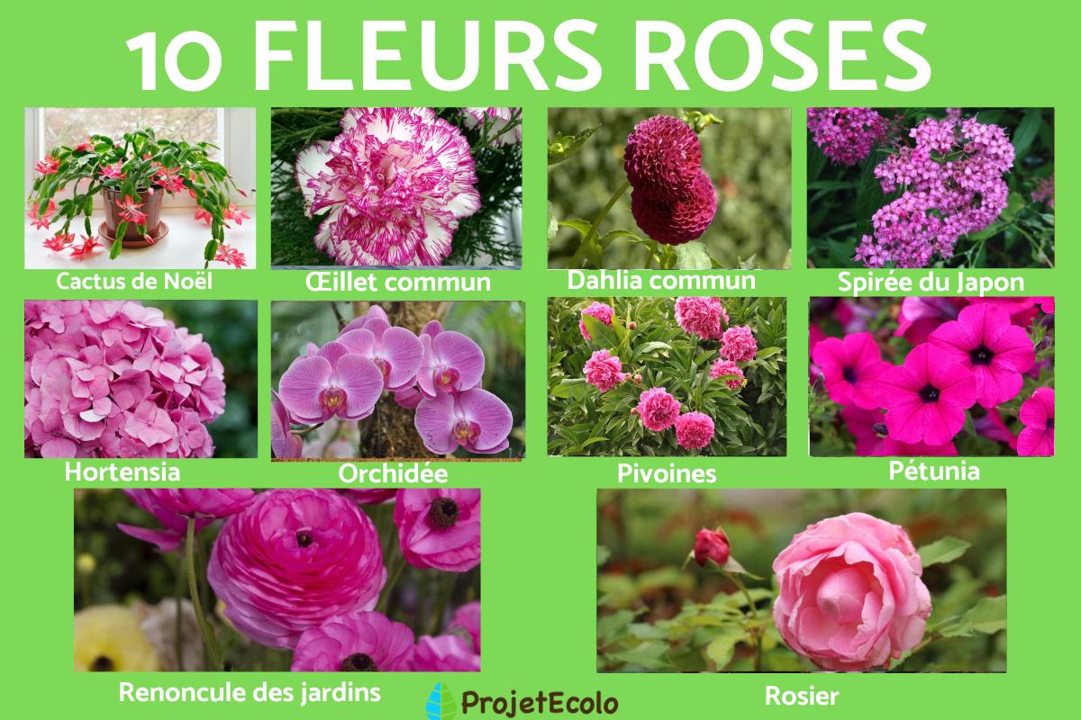 Fleurs roses