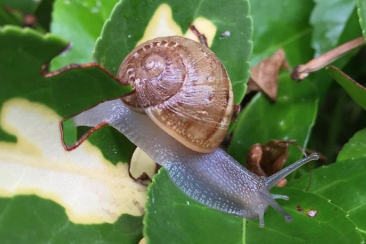 Comment se débarrasser des limaces et escargots dans le jardin