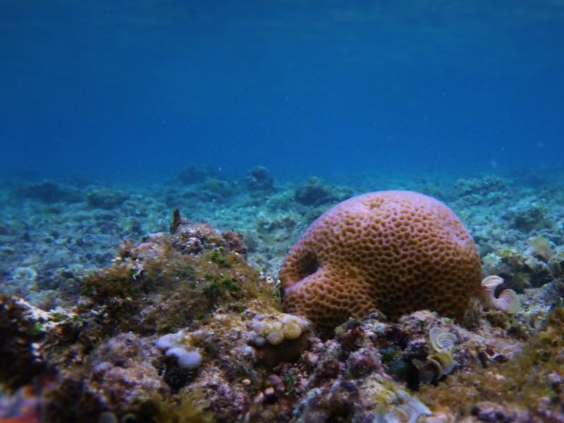 ÉPONGE de MER CARACTÉRISTIQUES, HABITAT, ALIMENTATION et REPRODUCTION — free download