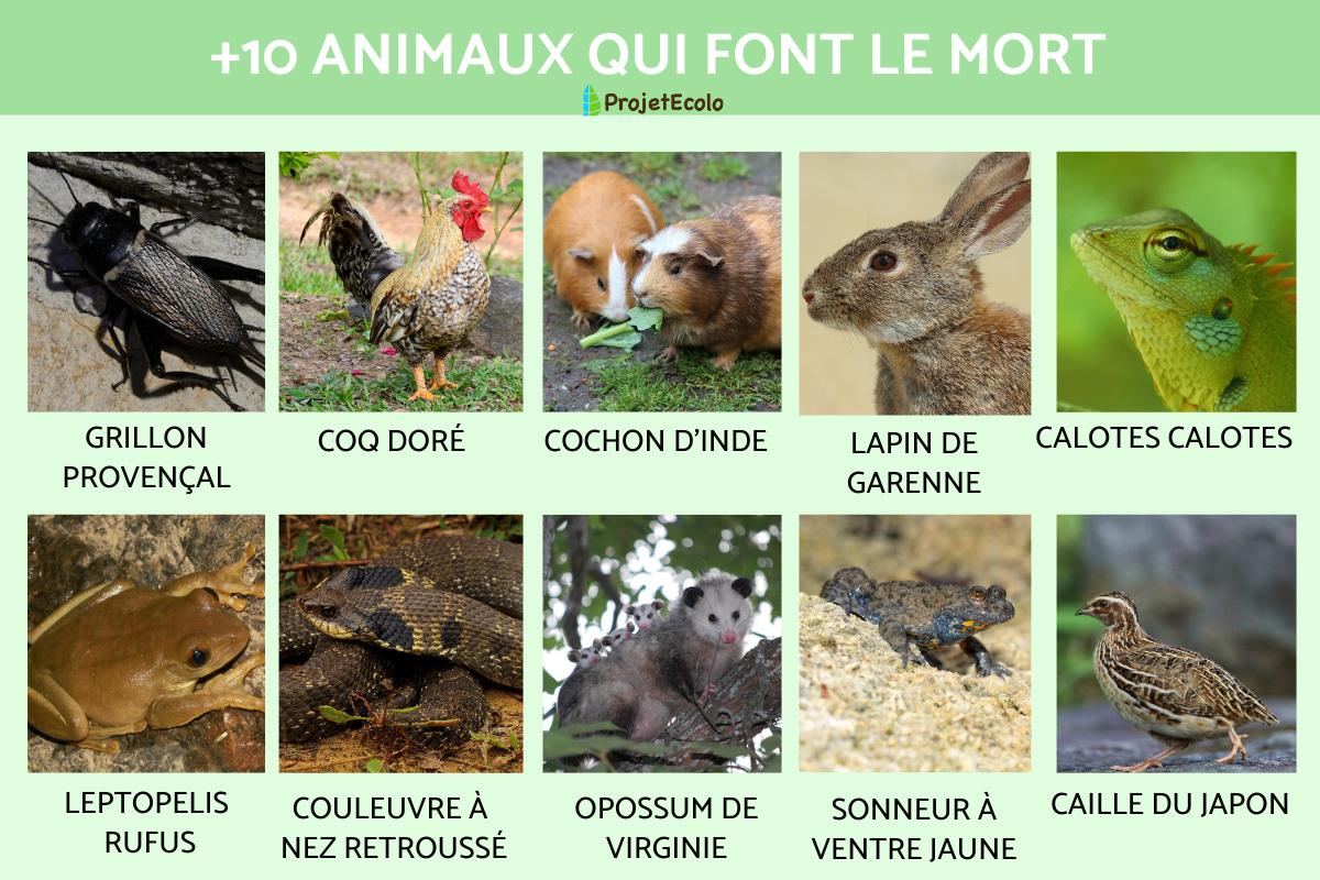 Quel est l'animal qui fait le mort