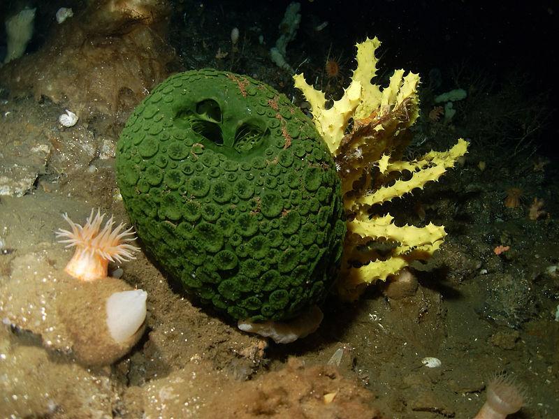 ÉPONGE de MER CARACTÉRISTIQUES, HABITAT, ALIMENTATION et REPRODUCTION — free download