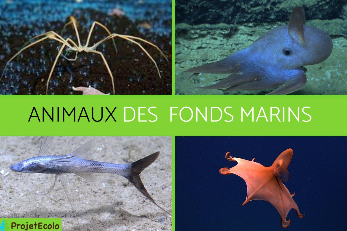 Animaux des fonds marins