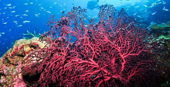 Gorgone corail : Caractéristiques, habitat et alimentation