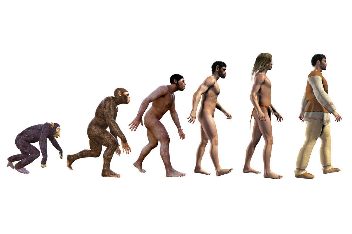 Hominidés - Définition, caractéristiques et évolution