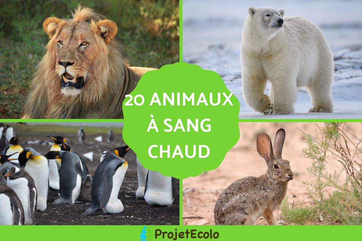 Animaux à sang chaud : liste, définition et caractéristiques