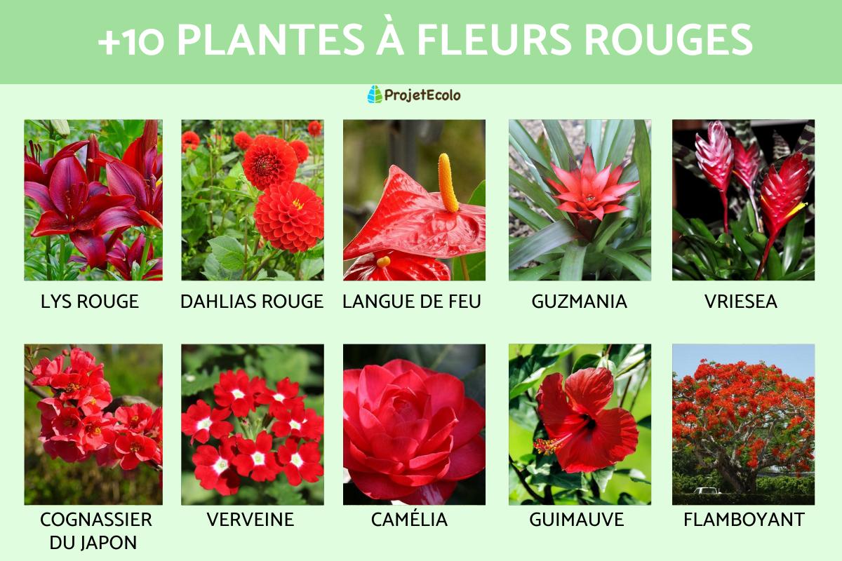 17 PLANTES  FLEURS ROUGES - Noms et photos