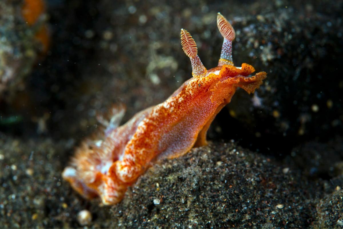 Nudibranches : espèces et caractéristiques