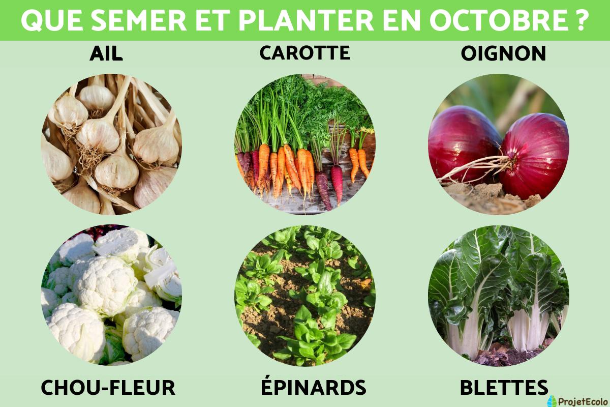 Que planter en automne