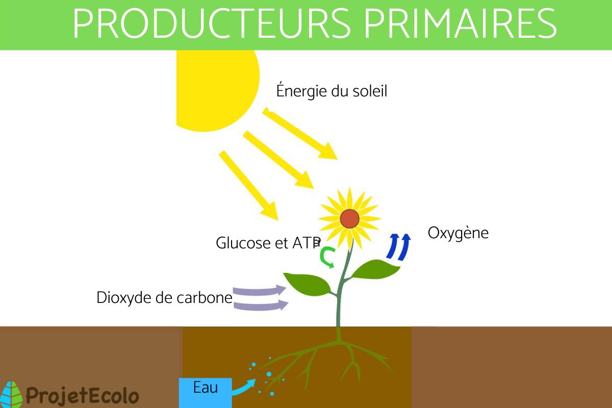 Producteur primaire : Définition et exemples