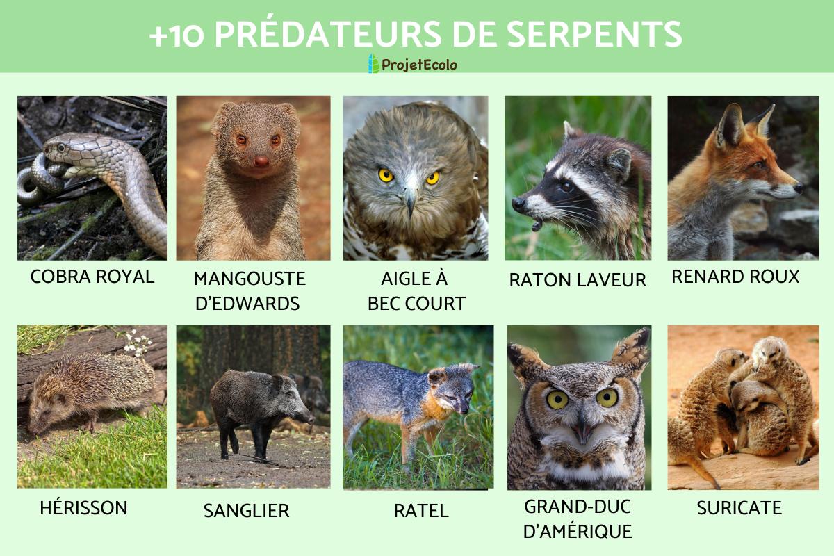 Prédateurs de serpents