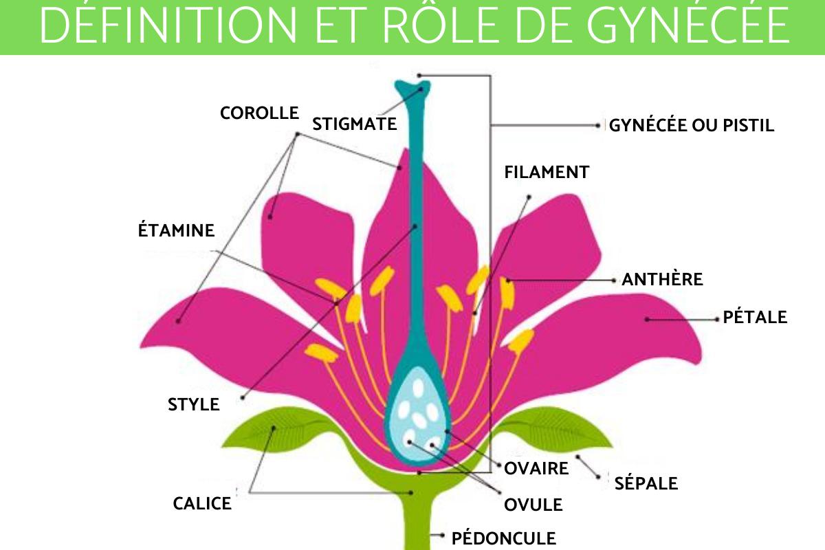 Gynécée : Définition, parties et fonction
