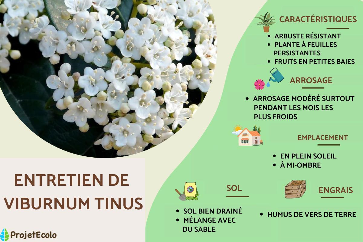 Viburnum tinus : entretien