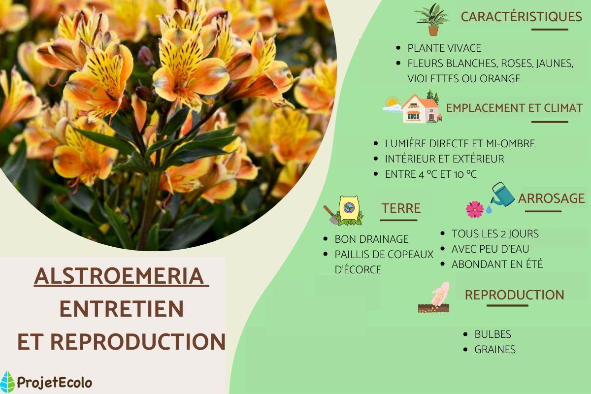 Alstroemeria : entretien, arrosage et taille