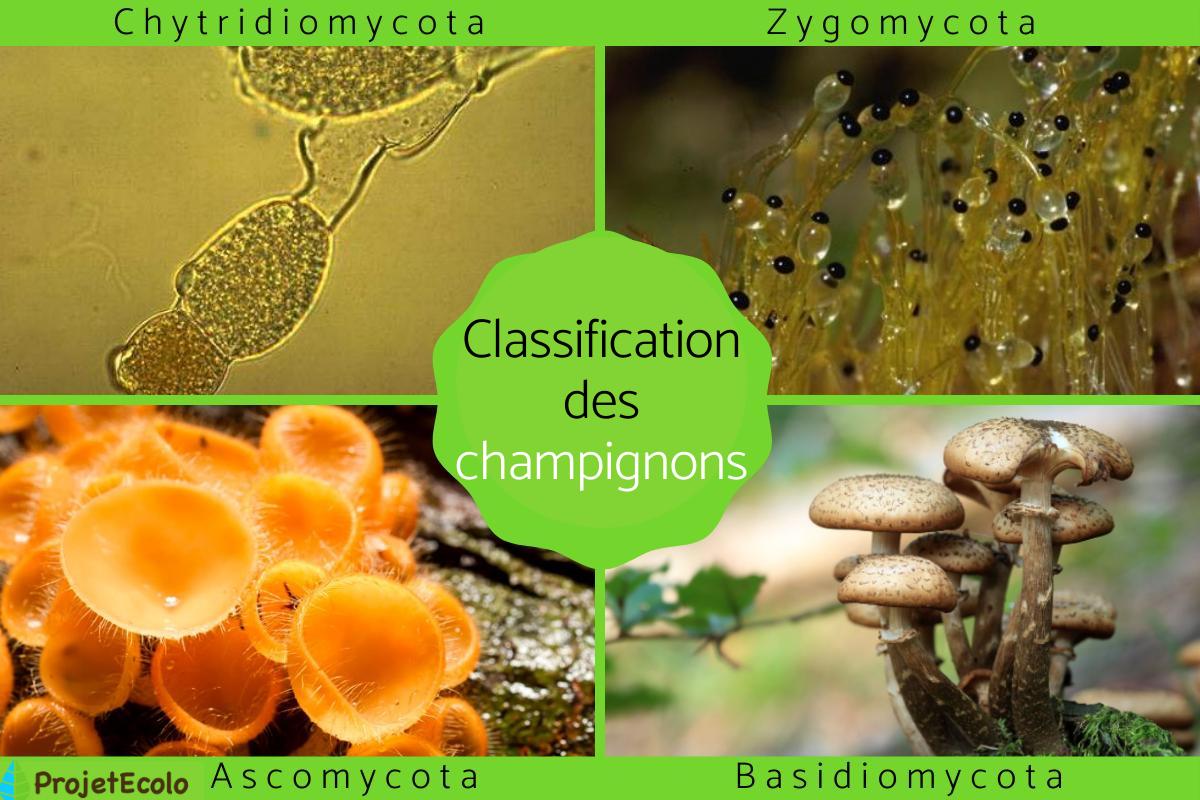 Classification des champignons