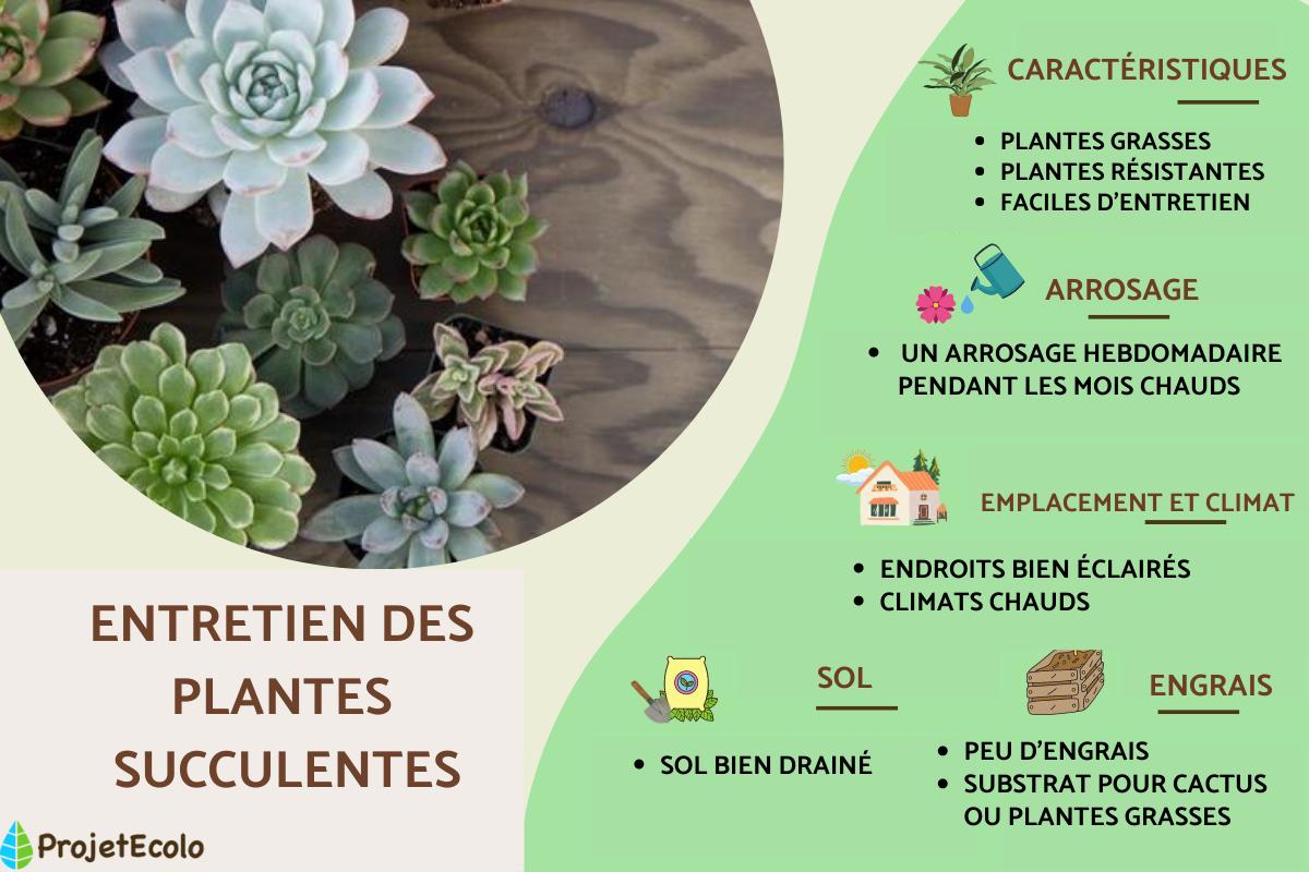 Plantes succulentes : entretien