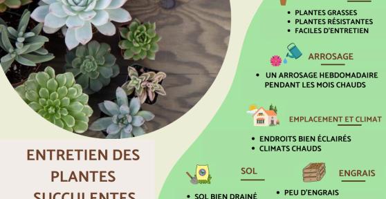 Plantes succulentes : entretien