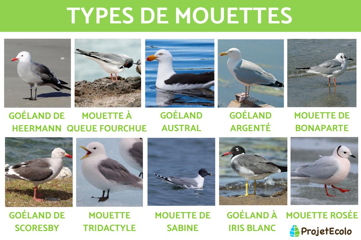 Types de mouettes