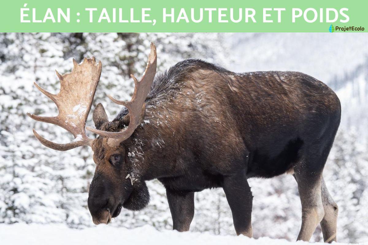 Élan : taille, hauteur et poids